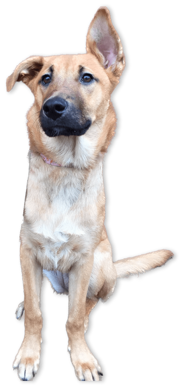 Light-brown dog sitting looking cute