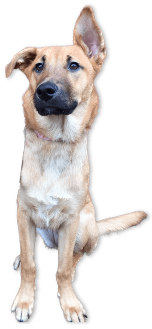 Light-brown dog sitting looking cute