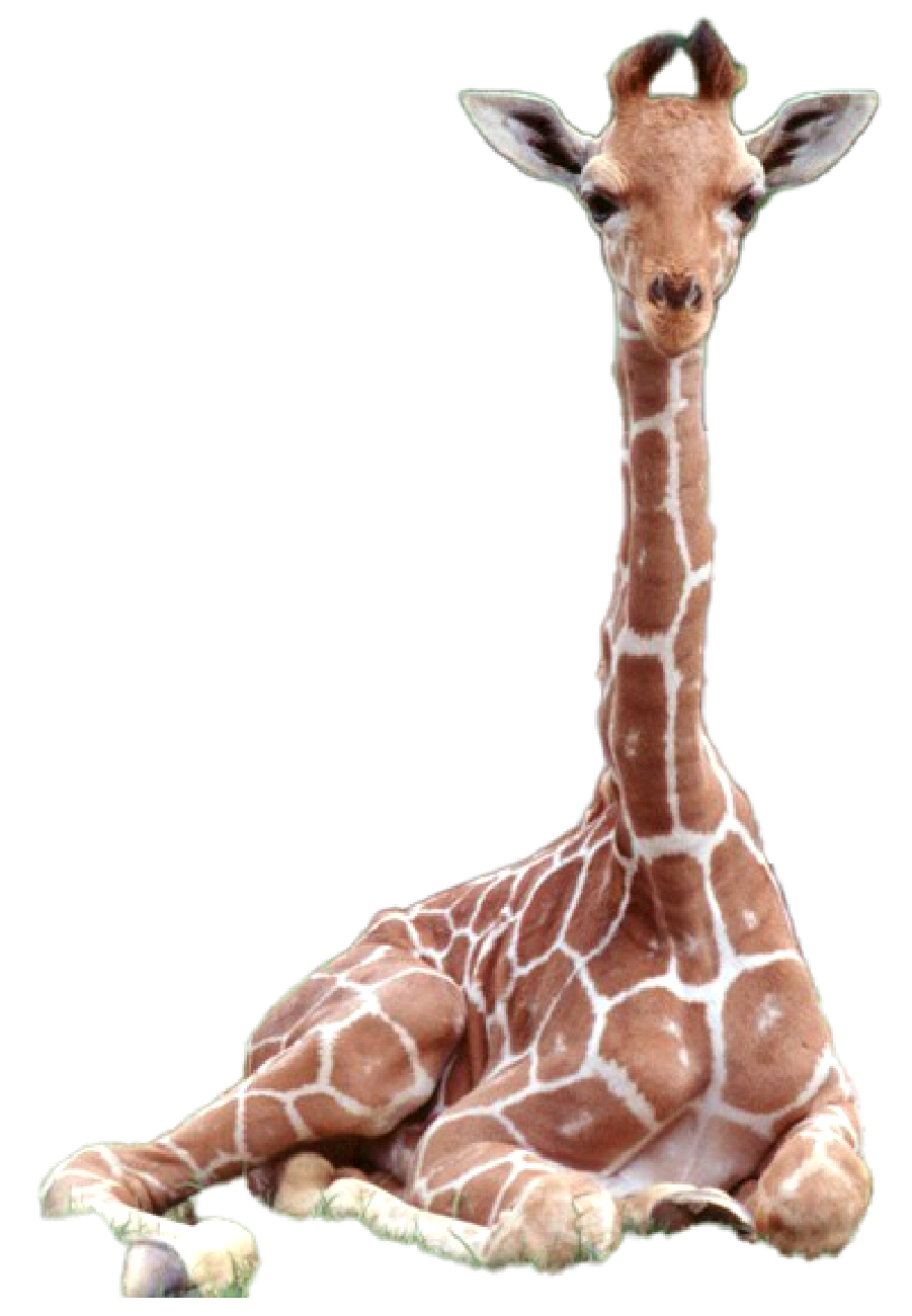 giraffe laying down