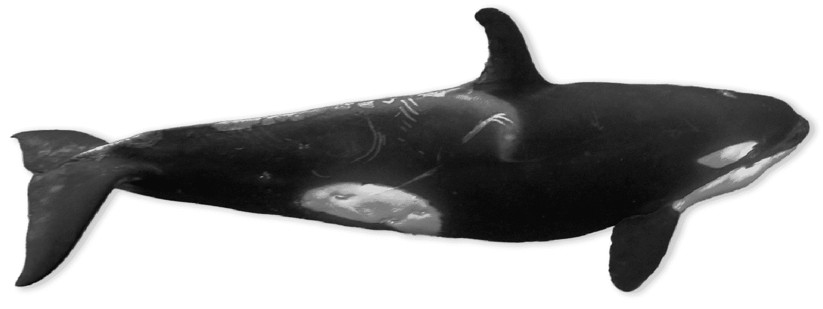 Black and white whale swimming
