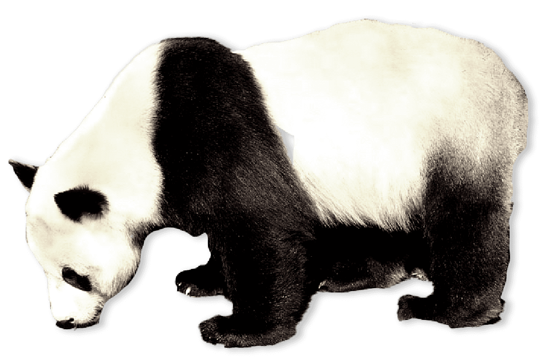 Black and white bear standing