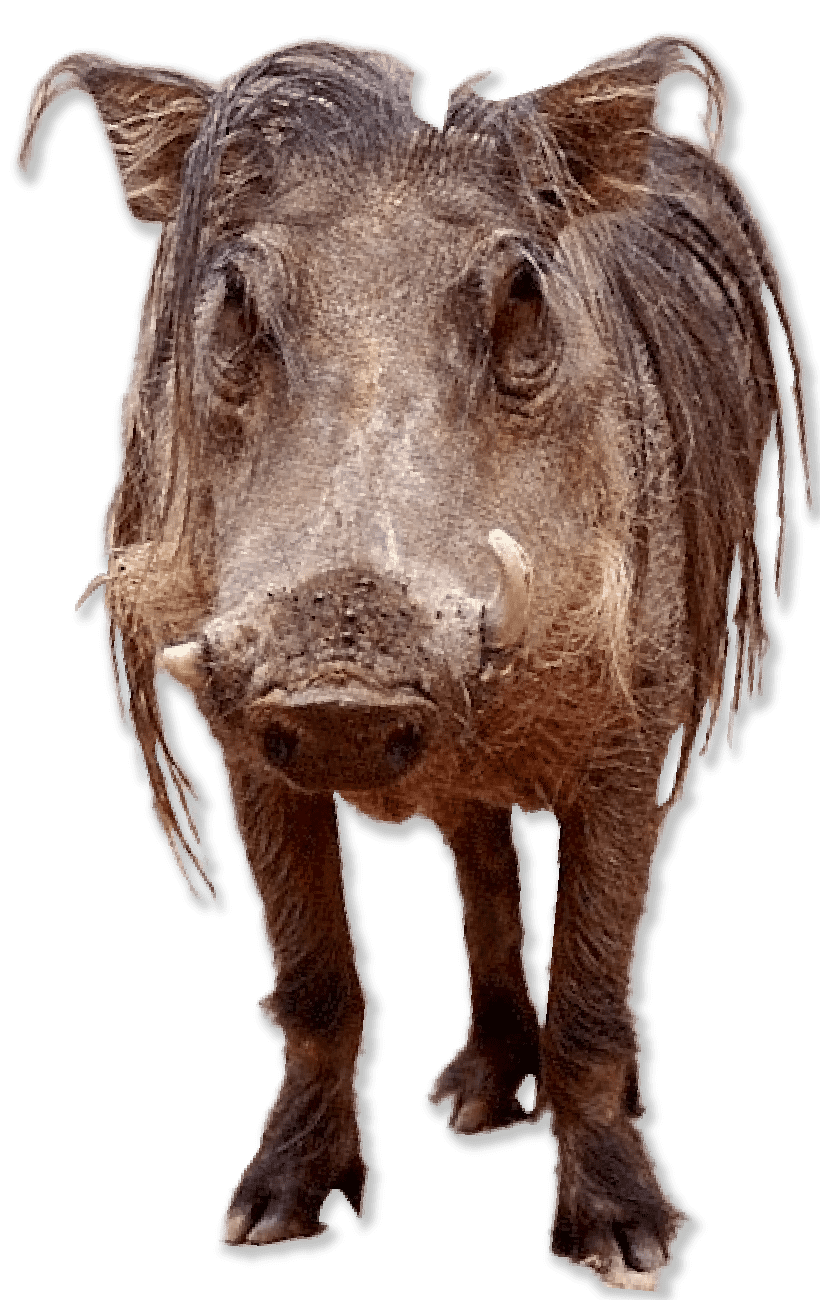 Mammal with long hair and snout