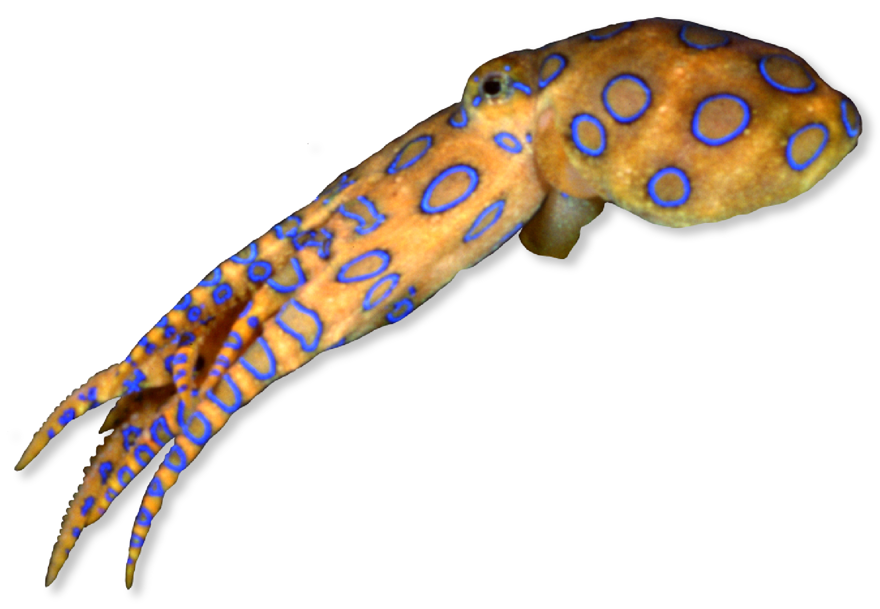 Octopus with blue rings swimming