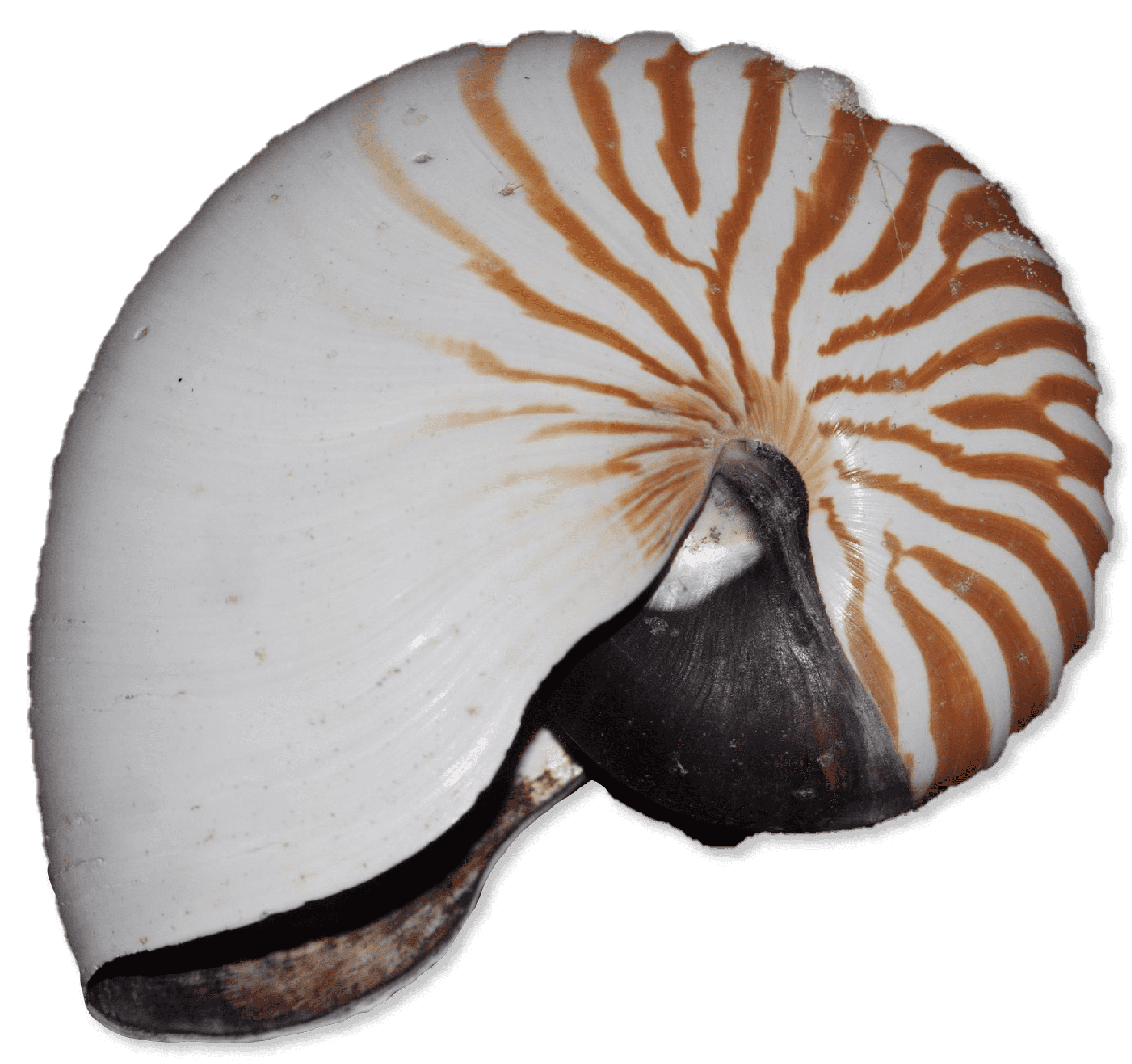 Brown and white striped shell