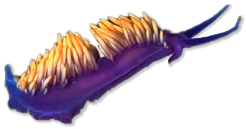 Purple slug with yellow spikes