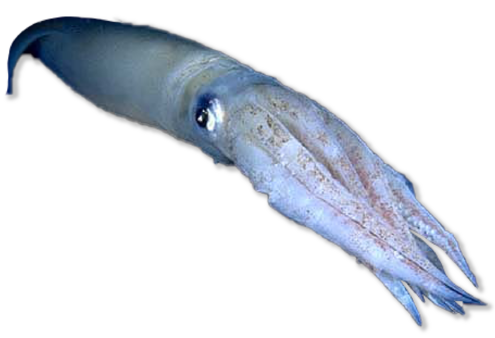 Blue squid swimming