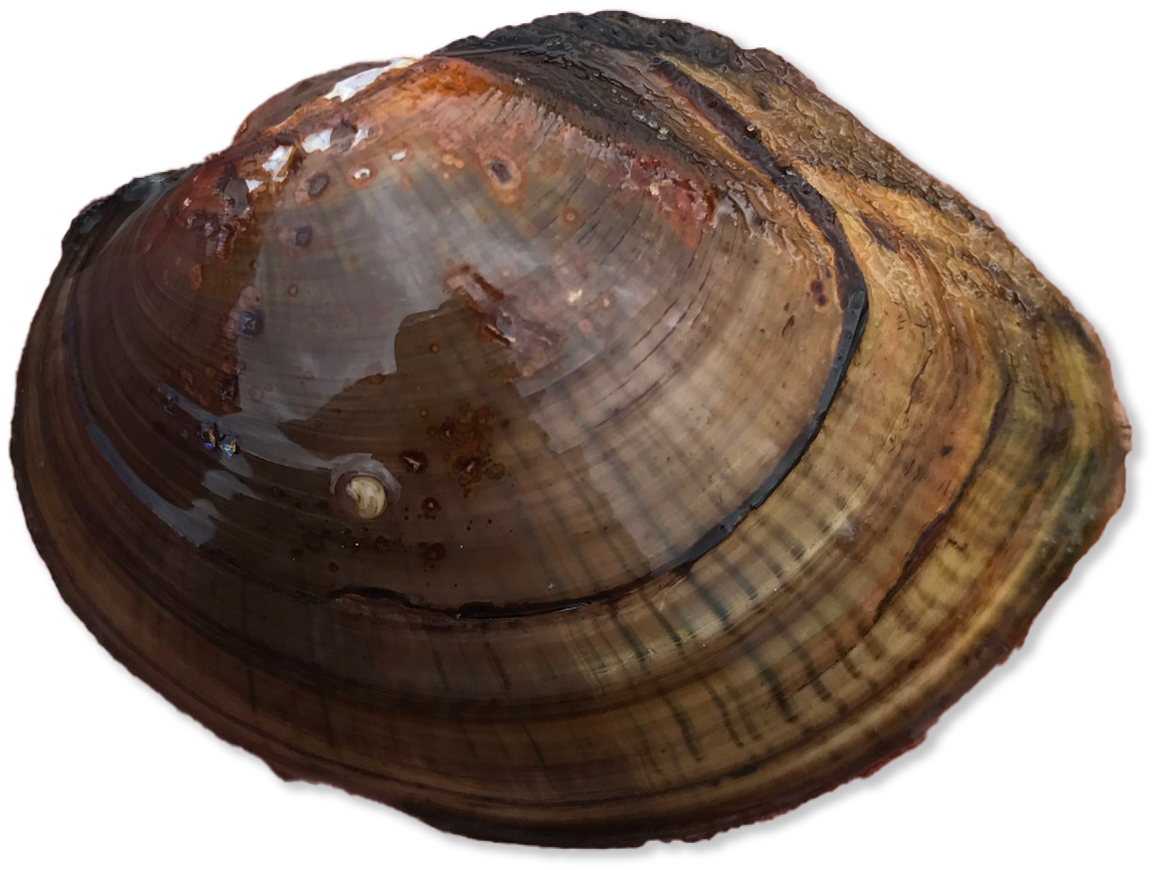 Brown shelled bivalve