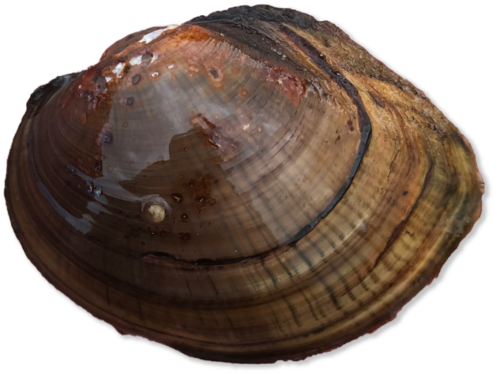 Brown shelled bivalve