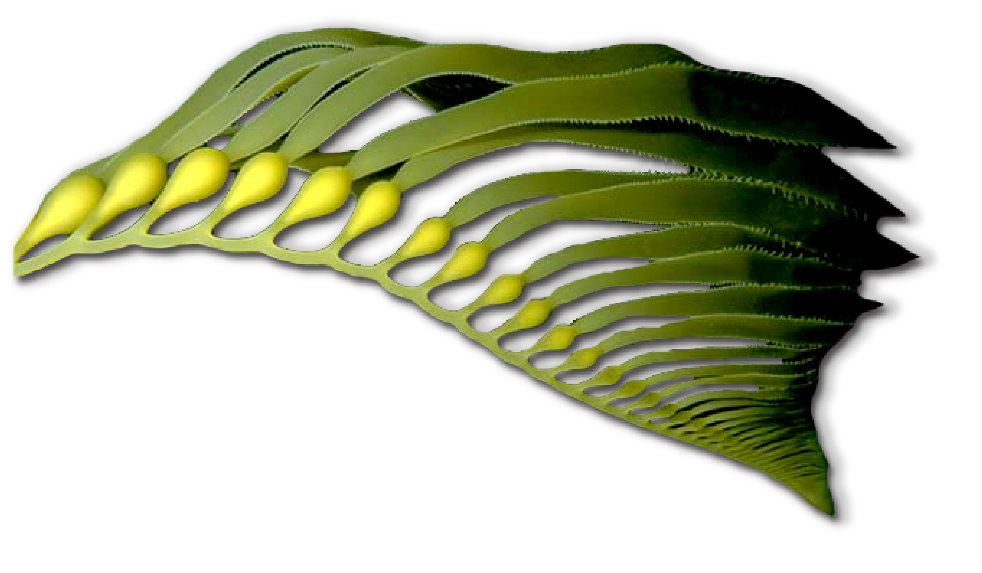 fan of sea kelp with long fronds