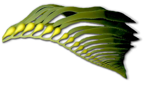 fan of sea kelp with long fronds