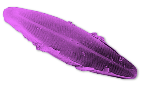 oblong shaped protist