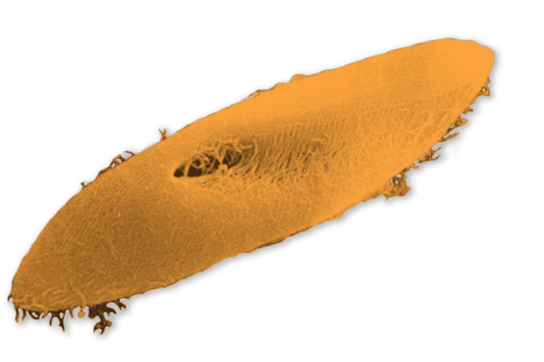 oblong protist