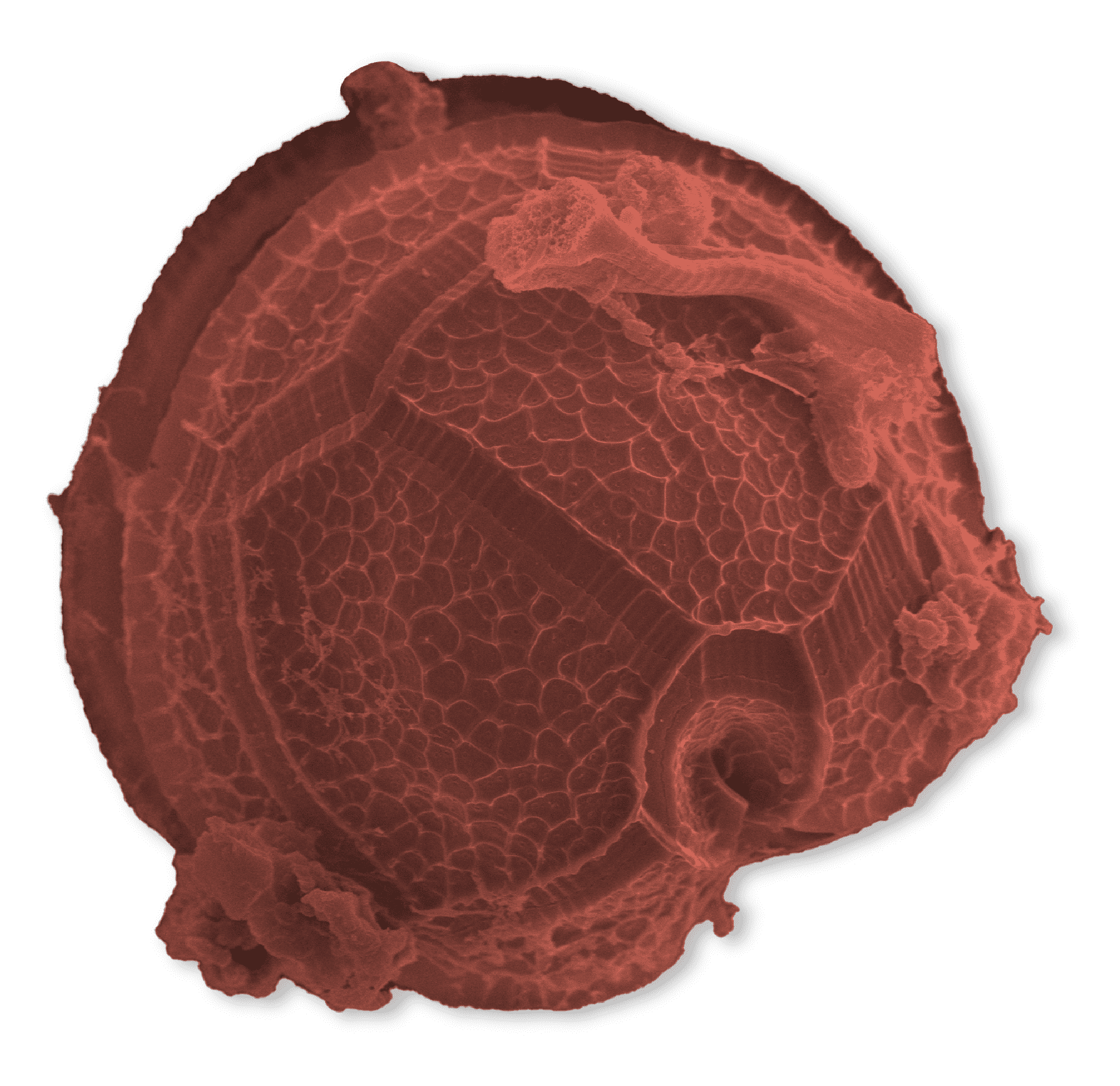 basketball shaped protist scales and ridges