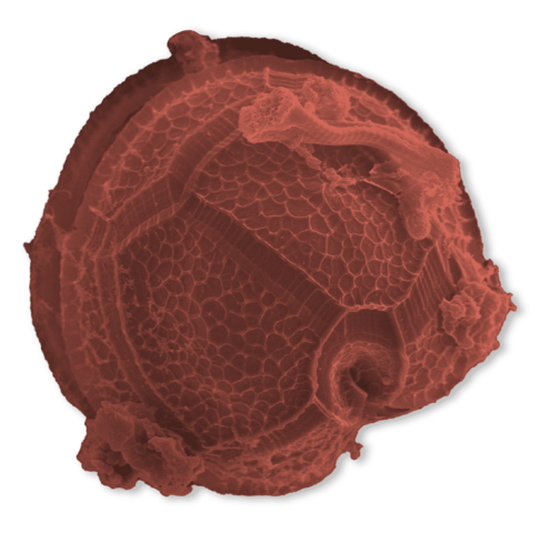 basketball shaped protist scales and ridges