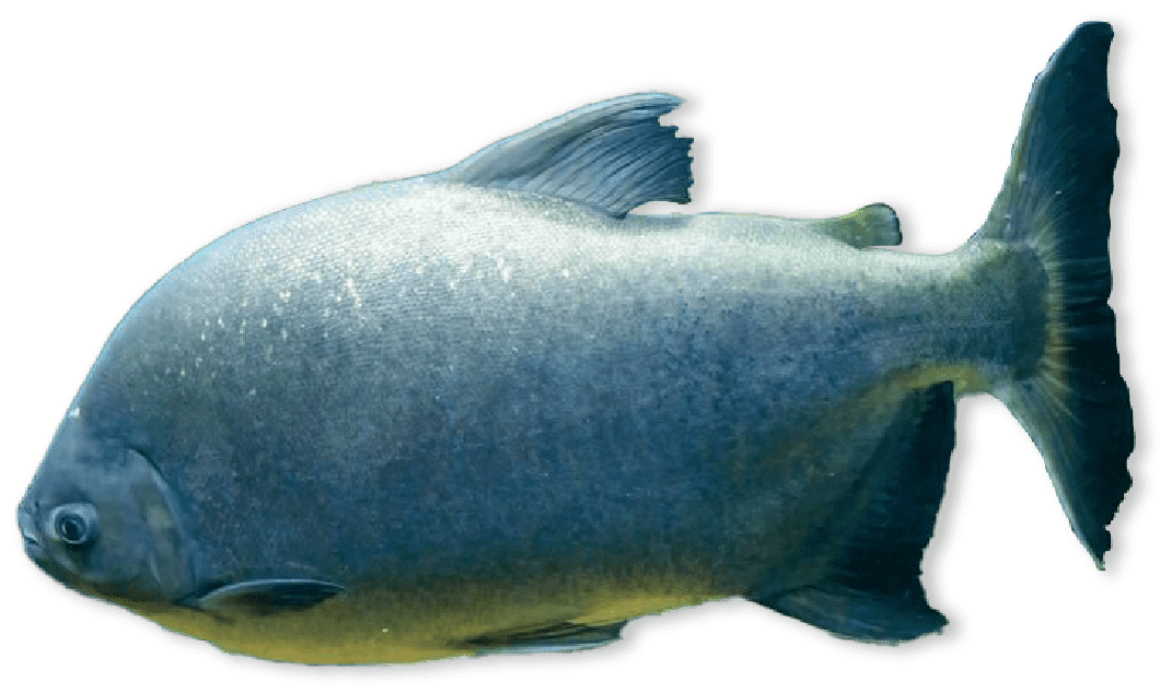 Squat silver fish