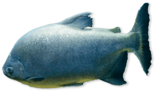 Squat silver fish