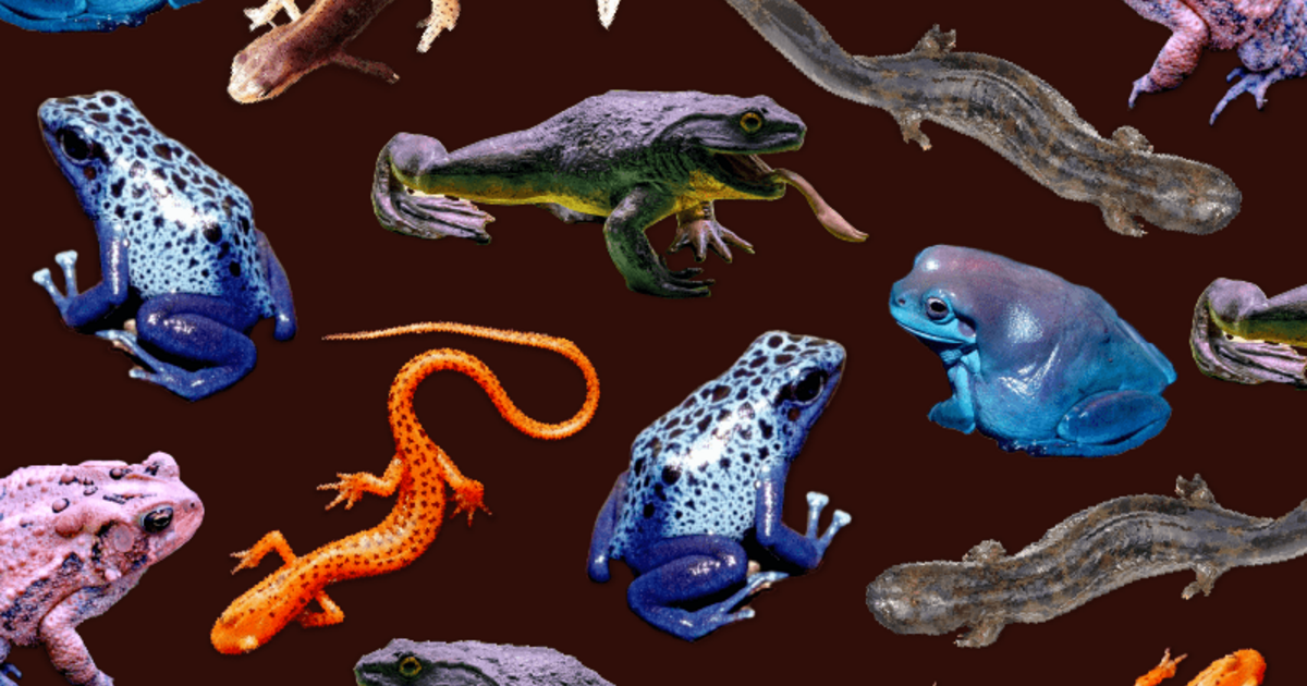 Different Kinds Of Amphibians