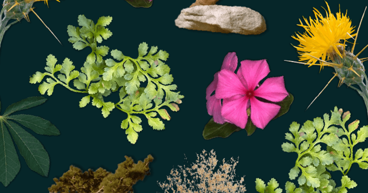 Green plants outlet are