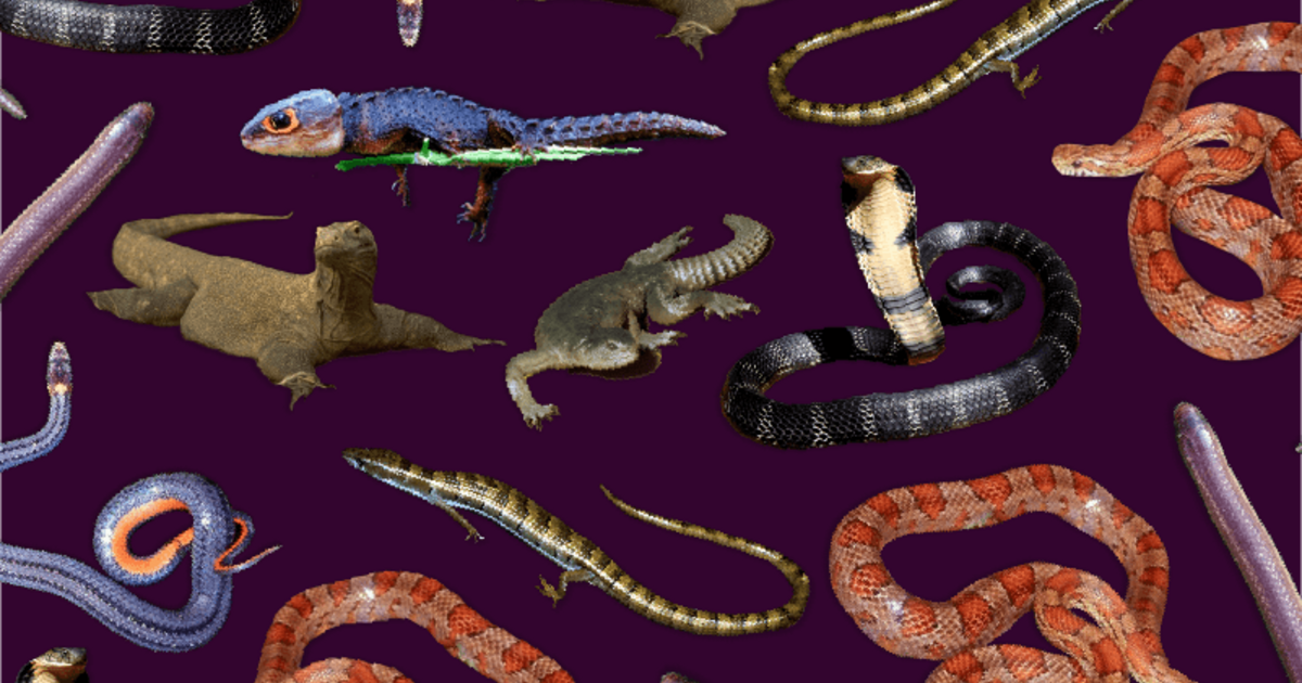 Are snakes hotsell reptiles or amphibians