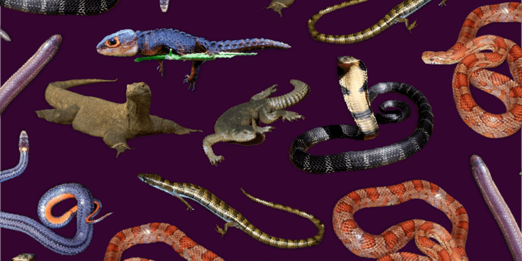 Snake Lizard