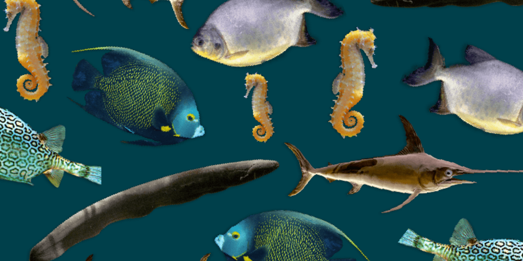 Ray-Finned Fishes | AMNH