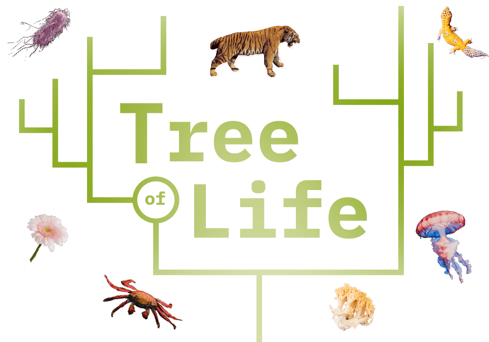 Tree of Life | AMNH