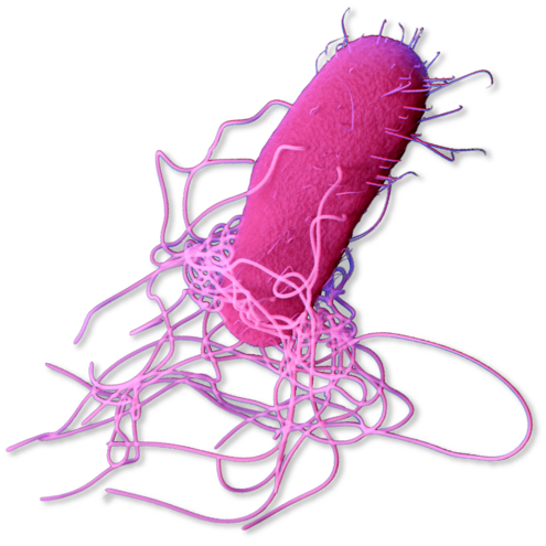 Individual Salmonella