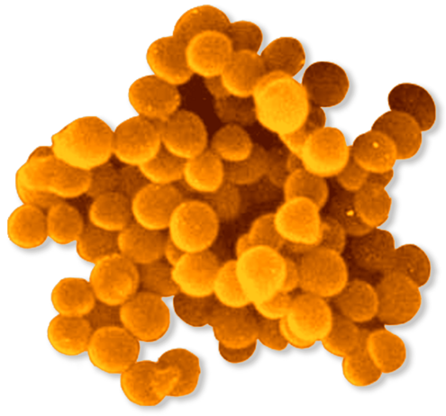 cluster of staphylococcus