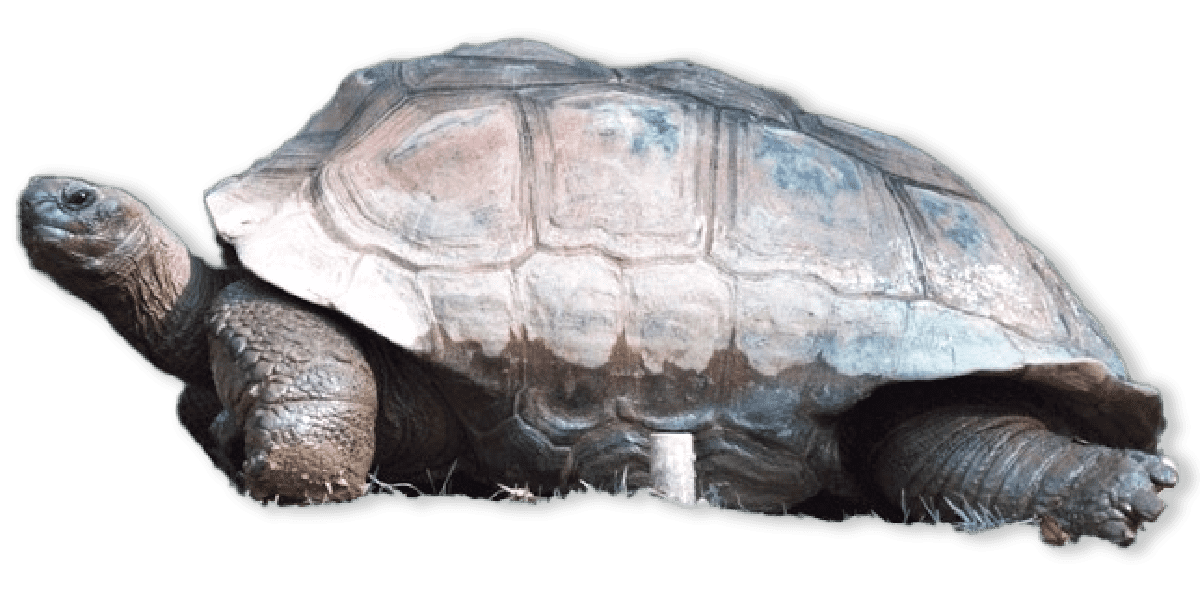 Turtles and Tortoises AMNH