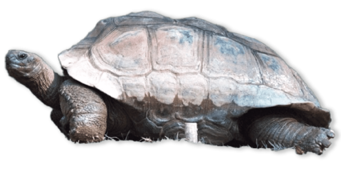 large, grey tortoise