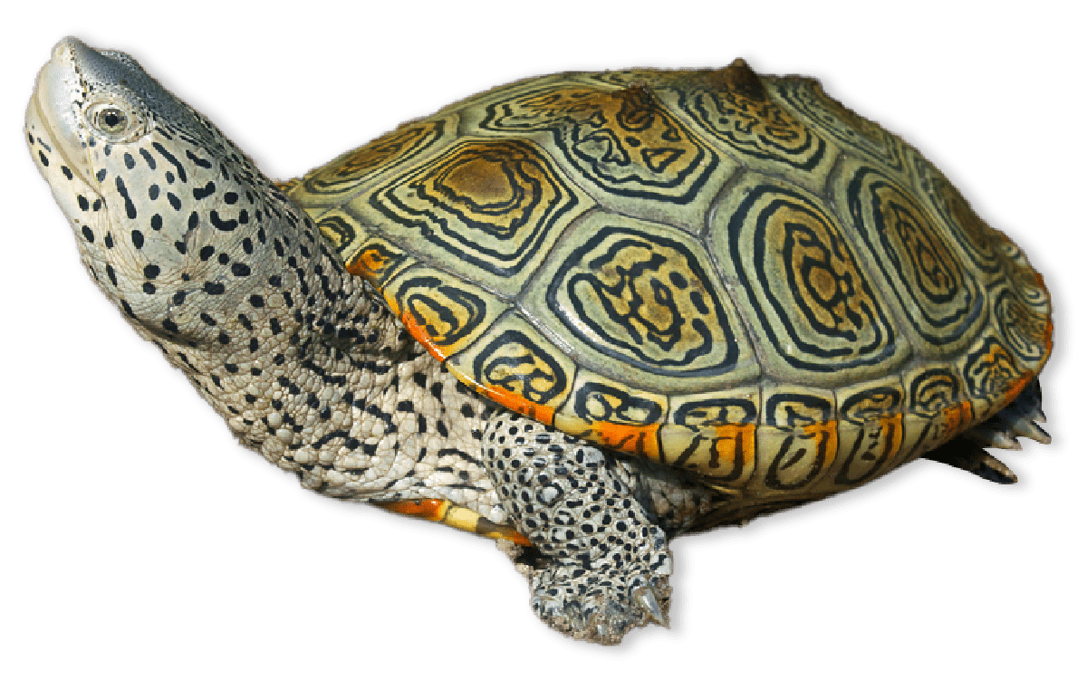 Turtles and Tortoises | AMNH