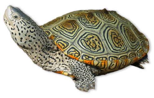 Green, orange, and yellow patterned turtle