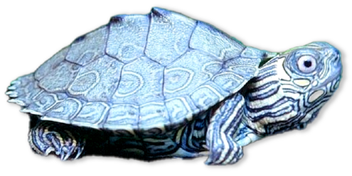 Patterned turtle with large eyes