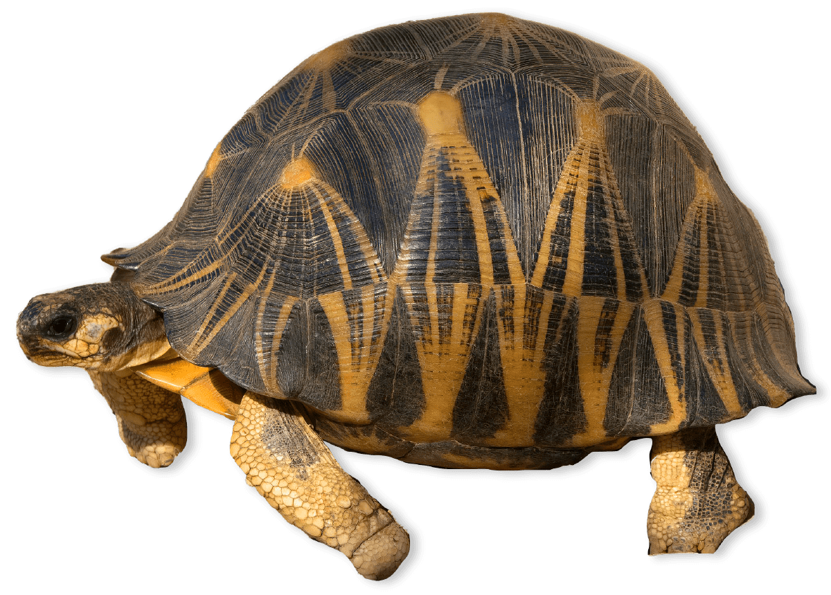 Turtles and Tortoises AMNH