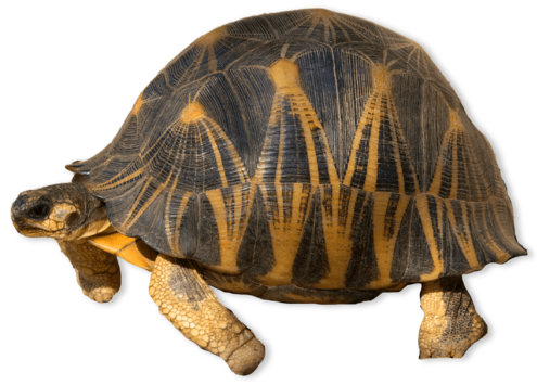 Orange and black patterned tortoise