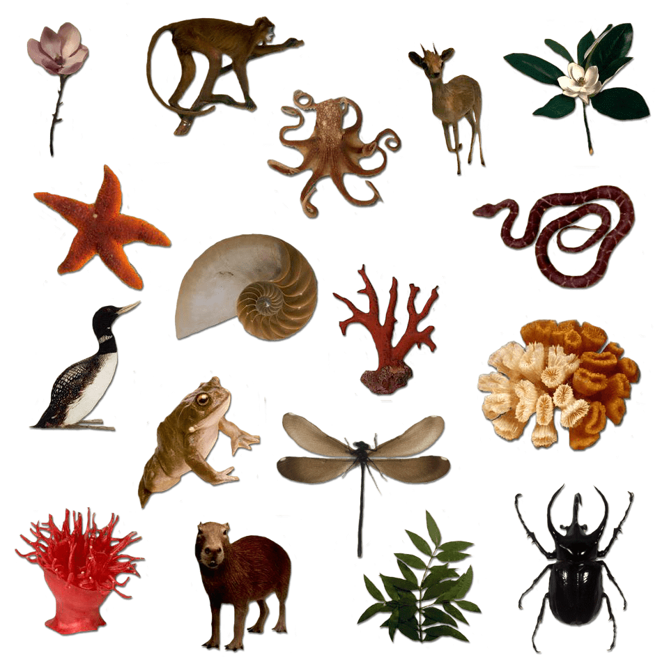 silhouettes of many living things