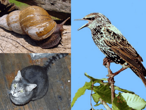 examples of invasive species: cat, European starling and snail
