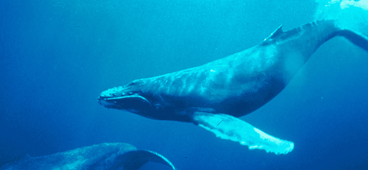 humpback whale under water