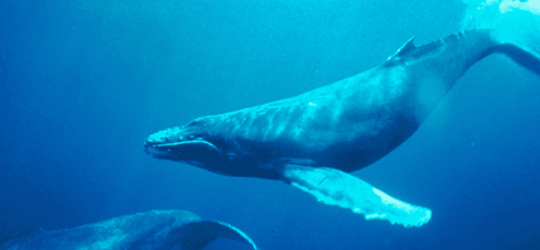 humpback whale under water