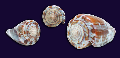 3 cone snails shells