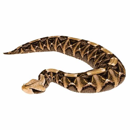 gaboon viper