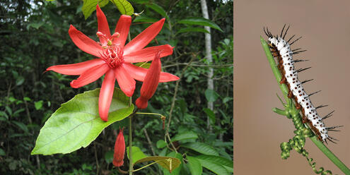 (Left) red passion flowers. (Right) White warm with spikes on a plant.
