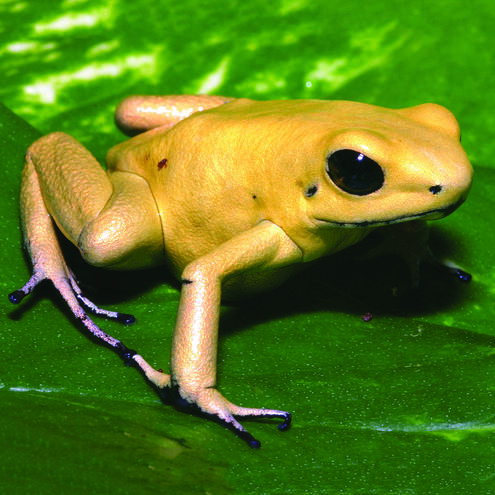 Yellow frog with black eyes on top of a leaf.