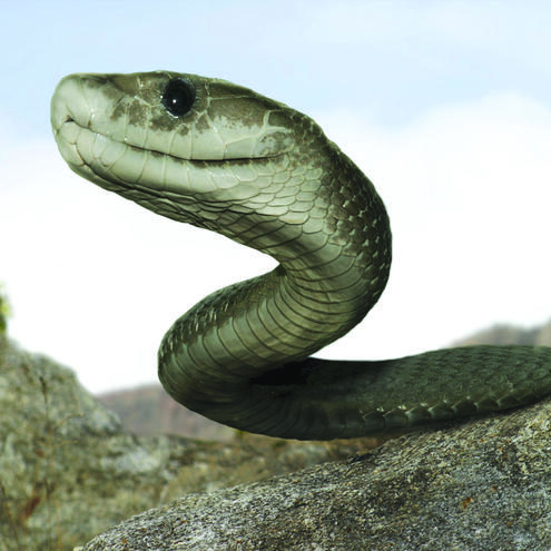 Snake on a rock seen from bellow.