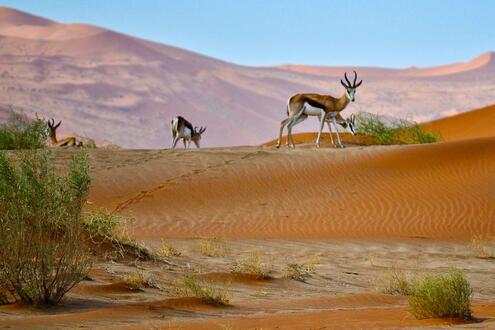 Several antelopes and desert shrubs on a sand dune. 