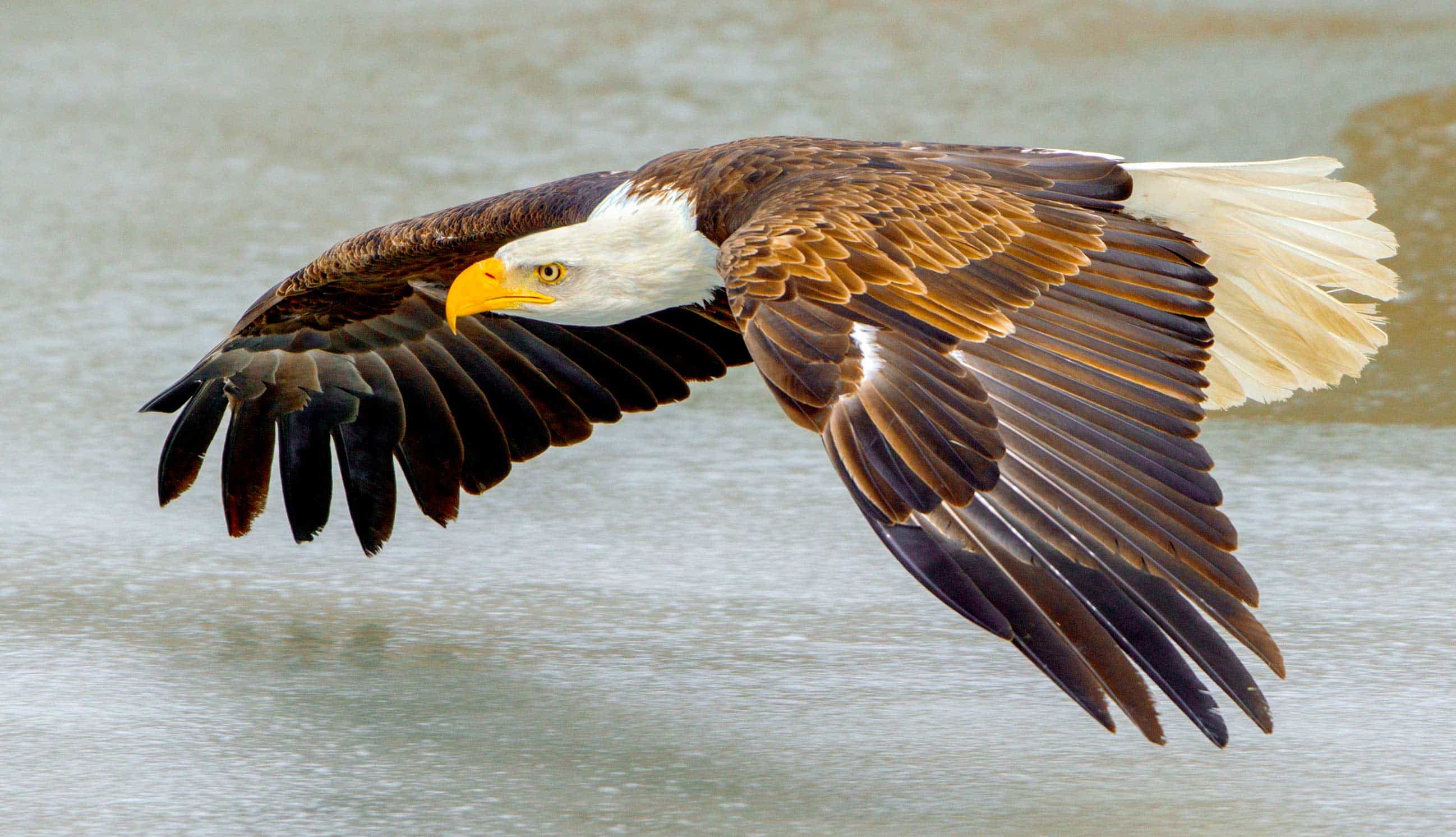Bald eagle flying over water.
