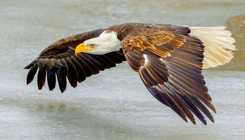 Bald eagle flying over water. 