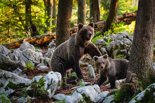 A bear and its cub ambling among rocks and tree trunks in a forest.