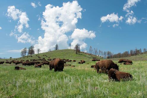 A herd of buffalo spread out over a grassy hill. 