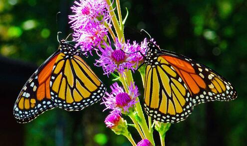two butterflies cling to a flower. 